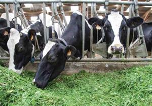 حليب طازج من الصحراء – كيف تقاوم قطر الأزمة الخليجية؟