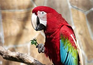 ببغاء يوثق جريمة قتل ويشهد في القضية