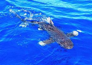 وزير البيئة: قنص سمكة قرش هاجمت سائحة بمرسى علم- فيديو