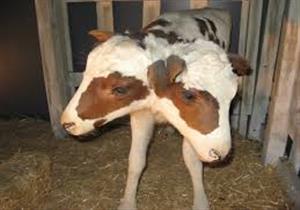 كيف تتناول الحيوانات ذات الرأسين طعامها بمعدة واحدة؟