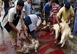"الزراعة" عن تطبيق عقوبة ذبح الأضاحي خارج المجازر:"مستحيل"- فيديو