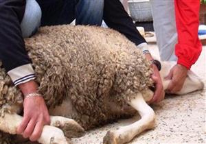 المسلمون متهمون بعدم الرفق بالحيوان بسبب الأضحية.. مستشار المفتي يرد