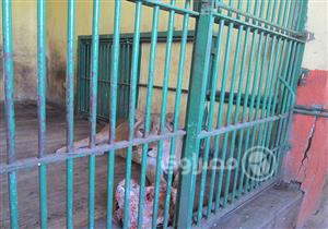 "جابر" و"جمالات" في انتظار المواطنين بحديقة حيوان بني سويف