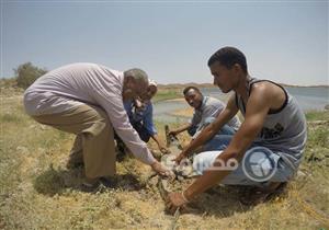 بالصور.. جهاز شؤون البيئة بأسوان يعيد تمساحًا إلى بحيرة ناصر