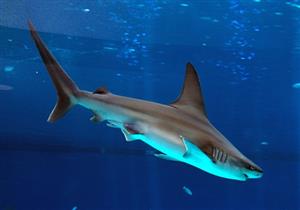 عقب إصابة سائحة.. البيئة تجدد تحذيراتها من قرش البحر الأحمر