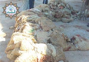 هل يجوز بيع جلد الأُضحية أو تركها للجزار؟