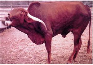 حملات مشتركة بين الأمن والطب البيطري لمواجهة "السعار" في الوادي الجديد