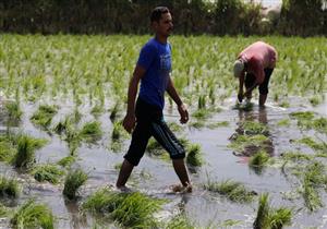 المنافسة بين المضارب العامة والخاصة ترفع سعر الأرز الشعير إلى 4200 جنيه