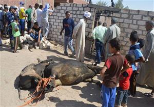 حريق يلتهم حظيرة ماشية في الوادي الجديد (صور)