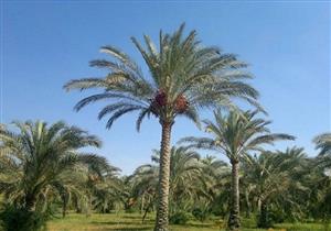 وكيل زراعة الوادي الجديد: لدينا 2 مليون نخلة تنتج 60 ألف طن بلح سنويًا-فيديو