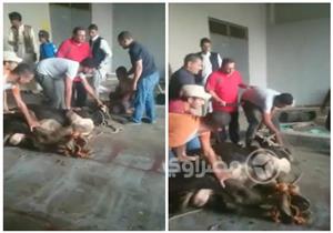 بالصور - منتخب مصر يذبح عجلا في ملعب برج العرب قبل مواجهة أوغندا