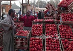 نقيب الفلاحين يكشف أسباب ارتفاع أسعار الطماطم وموعد انخفاضها