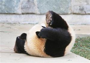 بالفيديو: هذا ماذا حدث لـ"باندا" بعد حرمانه من الطعام