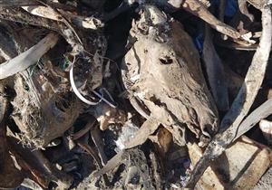 بالصور.. ضبط 1200 طن رؤوس وعظام حمير داخل مخزن في الإسكندرية