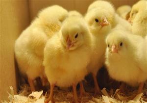  بعد أزمة قتل 47 مليونا من ذكور الكتاكيت.. باحثون ألمان ينصحون بـ"الدجاج ثنائي المنفعة"