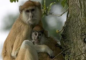 مصرع مستعمرة كاملة من قرود "باتاس" في لندن.. والسبب‎