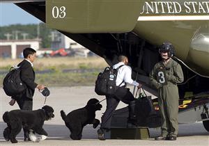 شركة أمريكية تضع شروطًا جديدة لاصطحاب الحيوانات على متن الطيارة