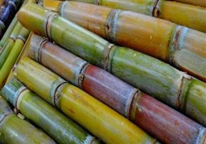 السيسي يوجه بزيادة أسعار توريد قصب السكر 20 جنيهًا