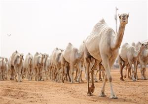  السعودية تجري عمليات تجميل للإبل.. تعرف على السبب 