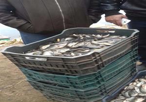 "سمك وملح".. إعدام 50 طن مواد غذائية فاسدة في المنيا