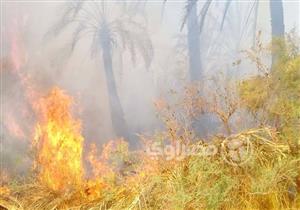 "أمن الوادي الجديد": التخلص العشوائي من مخلفات النخيل أبرز أسباب حريق الراشدة