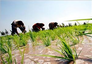 حكم الأرض الزراعية المؤجرة ضمن تركة المزارع المتوفى.. الإفتاء توضح