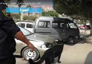 كلاب بوليسية لضبط تجار المخدرات بمحيط الجامعات (فيديو)