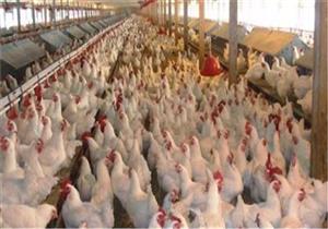 "قروض ميسرة".. الحكومة تدرس آليات تطبيق "منع تداول الدواجن الحية"
