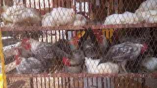 اتحاد منتجي الدواجن يطالب بتفعيل قانون منع تداول الطيور الحية لإعادة التوازن المفقود