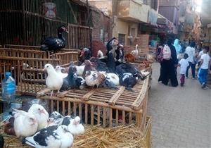 أستاذ طب بيطري: أمراض الطيور "فتّاكة".. والمجازر توفر فراخًا آمنة