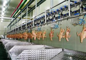 وكيل "زراعة النواب" يطالب بمجازر دواجن حكومية لحماية صغار المربين 