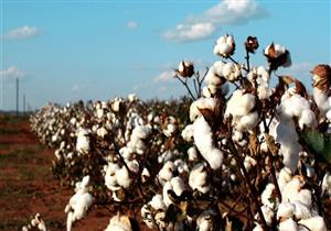 بذور القطن غذاء صحي للبشر مستقبلًا