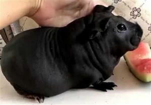  موظف صيني يربي كلبًا بعد ما كبر طلع فار