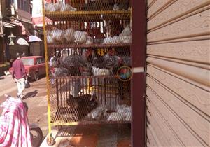 5 ضوابط  لتطبيق قانون منع تداول الدواجن الحية.. تعرف عليها