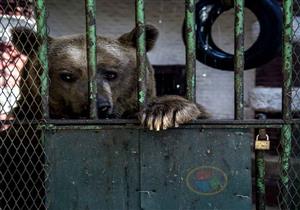 بالفيديو لأول مرة.. جولة داخل مطبخ حديقة حيوانات الجيزة