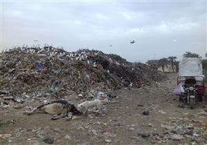 بالصور- حيوانات نافقة وتلال قمامة تحاصر مدخل "بنجا" في سوهاج