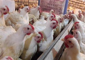 أسعار الدواجن ترتفع في الأسواق اليوم الاثنين