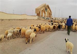 "الطب البيطري": إجراءات احترازية بعد ظهور مرض يصيب الأغنام بالنفوق في ليبيا