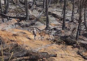 "اتبرع ولو بفسيلة".. أهالي الوادي الجديد تتكاتف لإعادة نخيل "الراشدة"