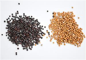 للخردل فوائد متعددة.. تعرف عليها