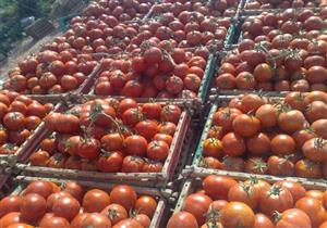 "الحجر الزراعي": لم نفحص تقاوي الطماطم "023" قبل دخولها مصر