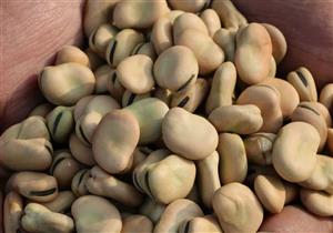  ​"بحوث المحاصيل": 20 ألف فدان زيادة في المساحات المزروعة بـ"الفول"