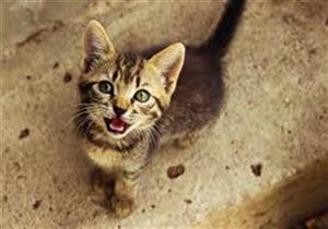 هل يجوز تسميم القطة في حال الأذى؟.. رد أمين الفتوى