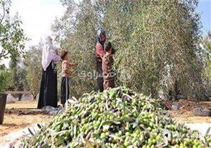 بإنتاج 10 آلاف طن.. بدء موسم عصر الزيتون في جنوب سيناء