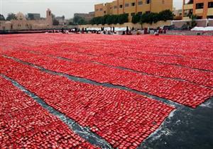 اللون الأحمر يكسو الأرض في الأقصر.. تجفيف الطماطم من إسنا إلى العالم - صور