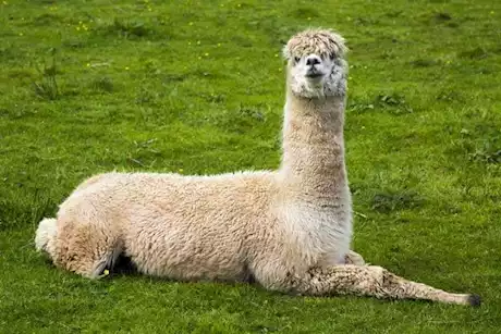 دماء اللاما تحتوي على أجسام مضادة لجميع أنواع الأنفلونزا