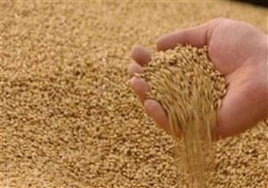 الحكومة تنفي استراد شحنات قمح مسرطنة