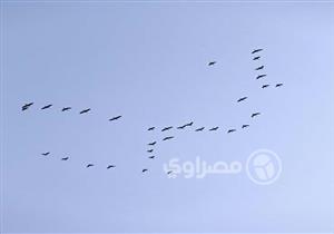 غدا.. جولة نيلية احتفالا باليوم العالمي للطيور المهاجرة