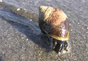 حلزون بحري ينمو تحت جلد طفل أمريكي