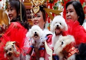  مواعيد غرامية مع كلاب بمناسبة عيد الحب في الفلبين 